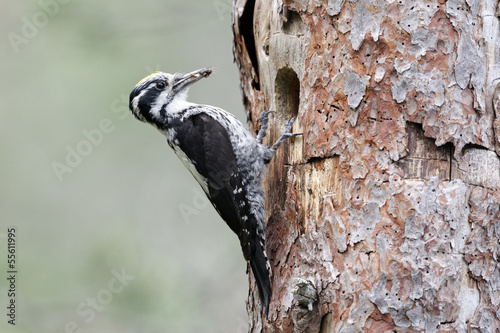 Three-toed woodpecker, Picoides tridactylus photo