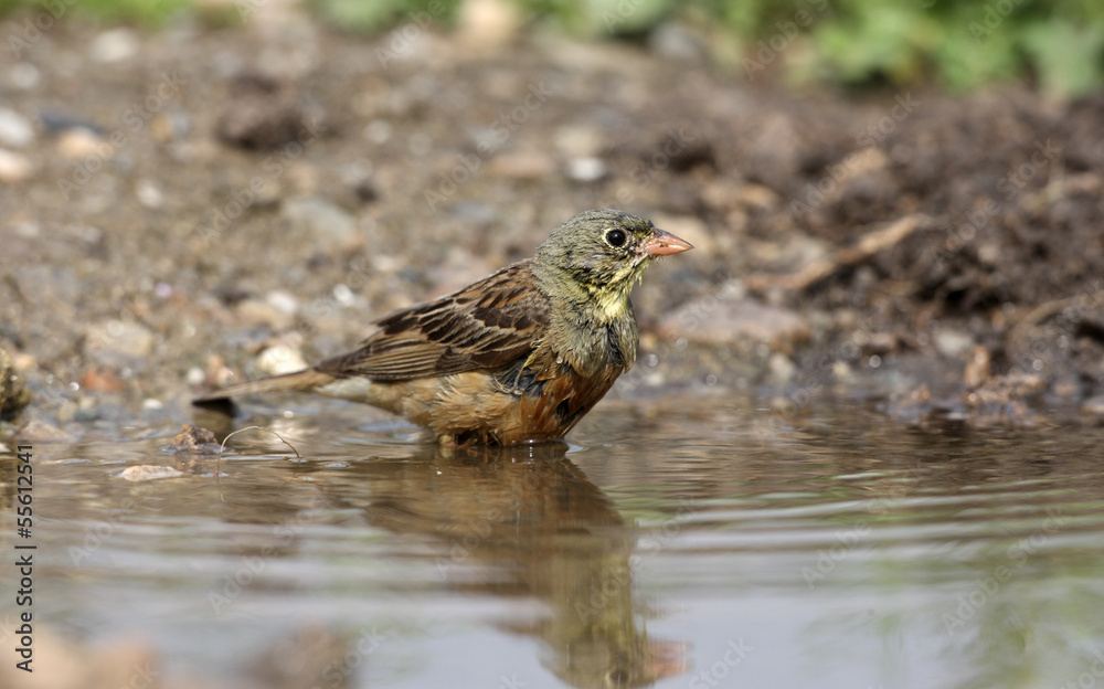 Ortolan bunting, Emberiza hortulana Ortolan bunting, Emberiza hortulana
