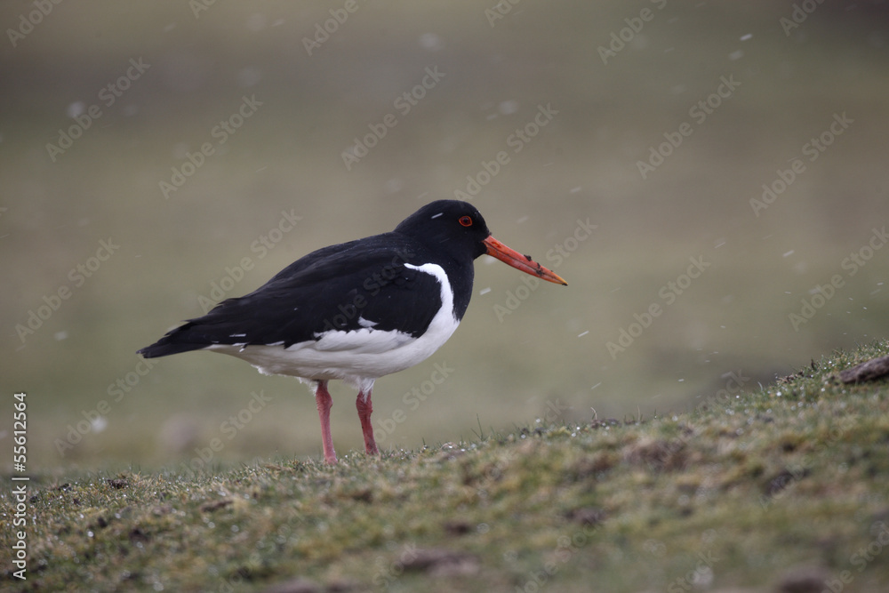 Oystercatcher, Haematopus ostralegus Oystercatcher, Haematopus ostralegus