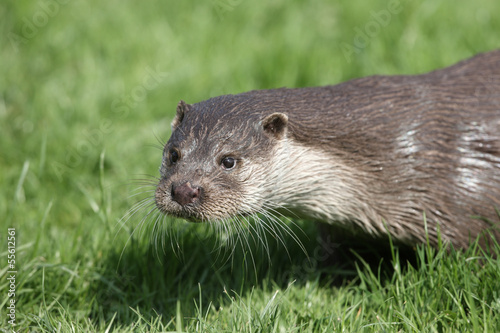 Otter, Lutra lutra