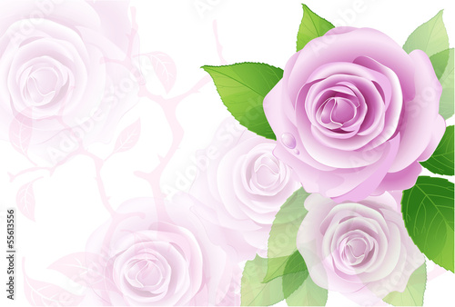 Pink vector roses on the white background