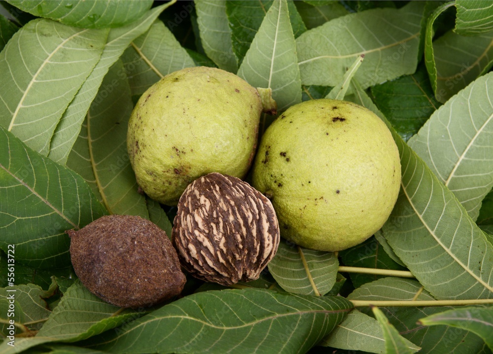 Fototapeta premium fruitsand leaves of black walnut tree