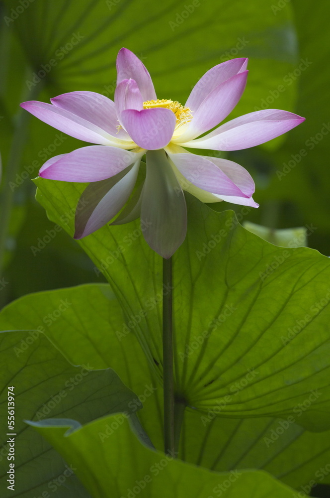 Obraz premium Lotus flower