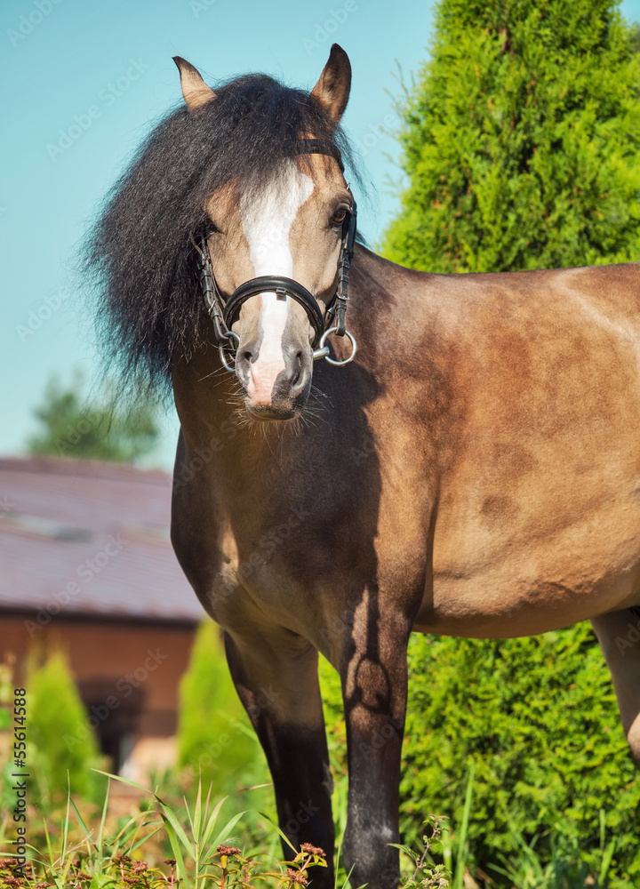 Naklejka premium Beautiful buckskin welsh pony