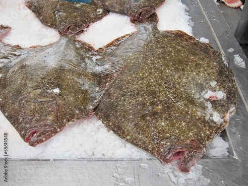 Foto Turbots fish