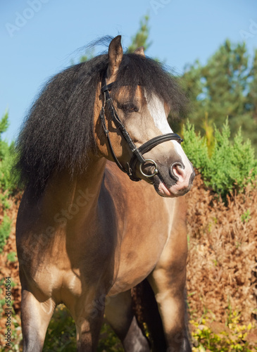 Foto portrait of buckskin welsh pony