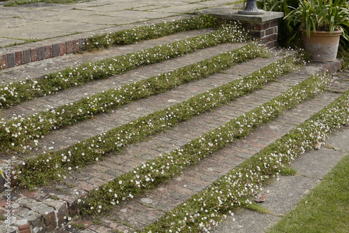 Foto Steps in English country garden