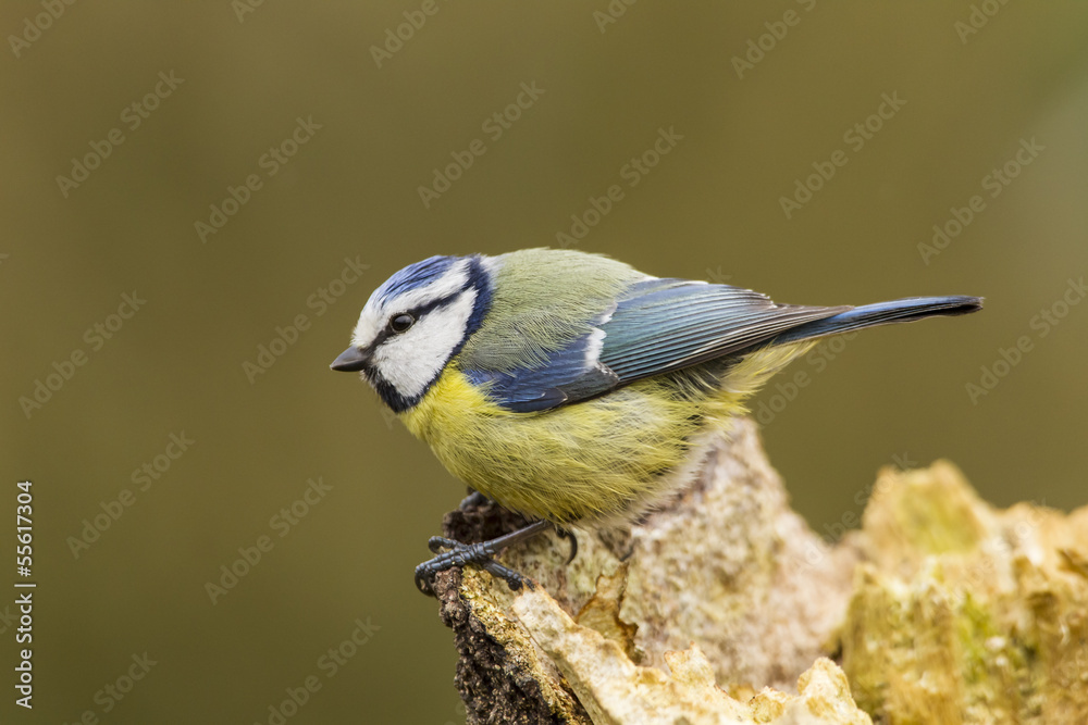 Blaumeise (Cyanistes caeruleus)