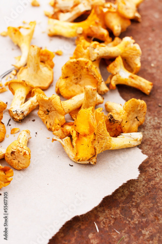 chanterelle mushrooms