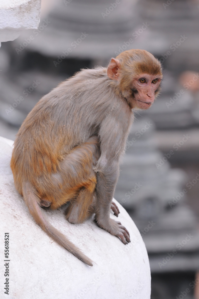 Obraz premium Monkey