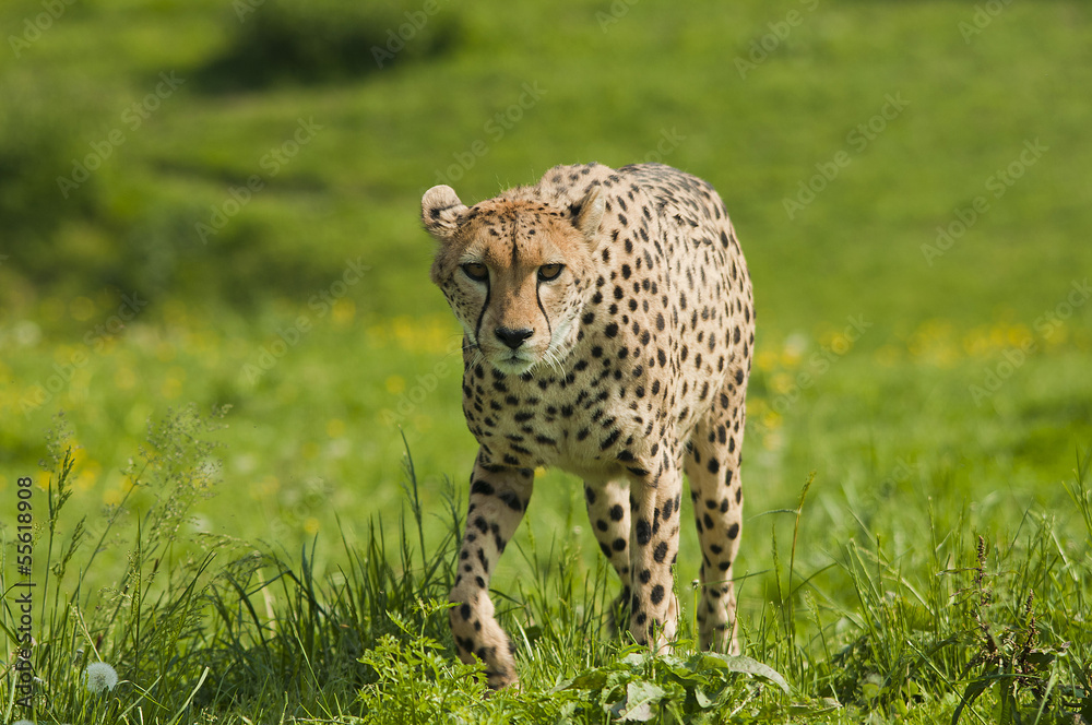 Fototapeta premium The prince