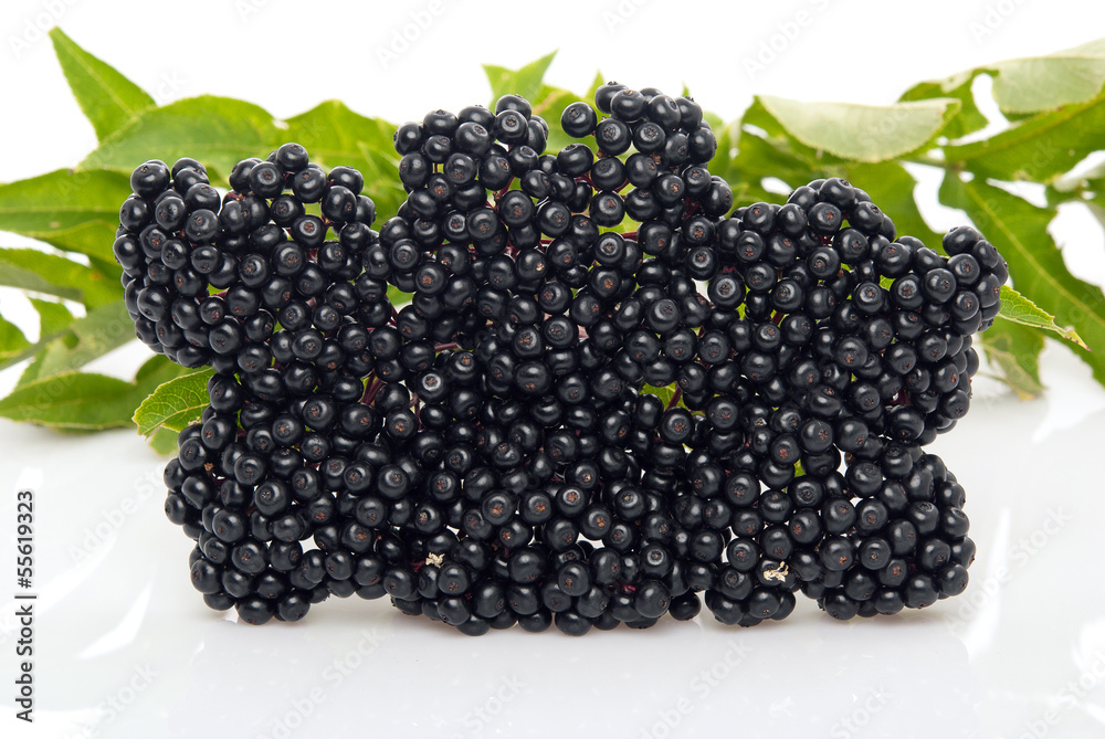 Elderberry Sambucus nigra