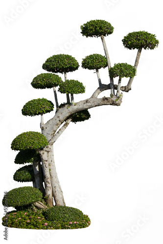 Dwarf tree on white background