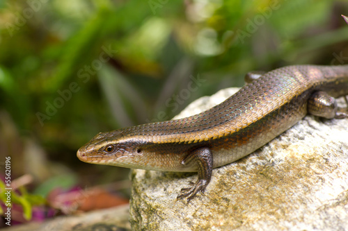 Variable Skink resting on rock elevated view