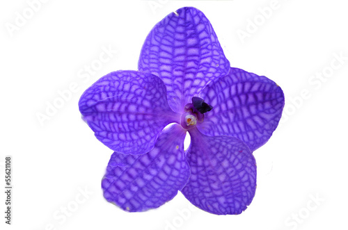 Purple orchids white background