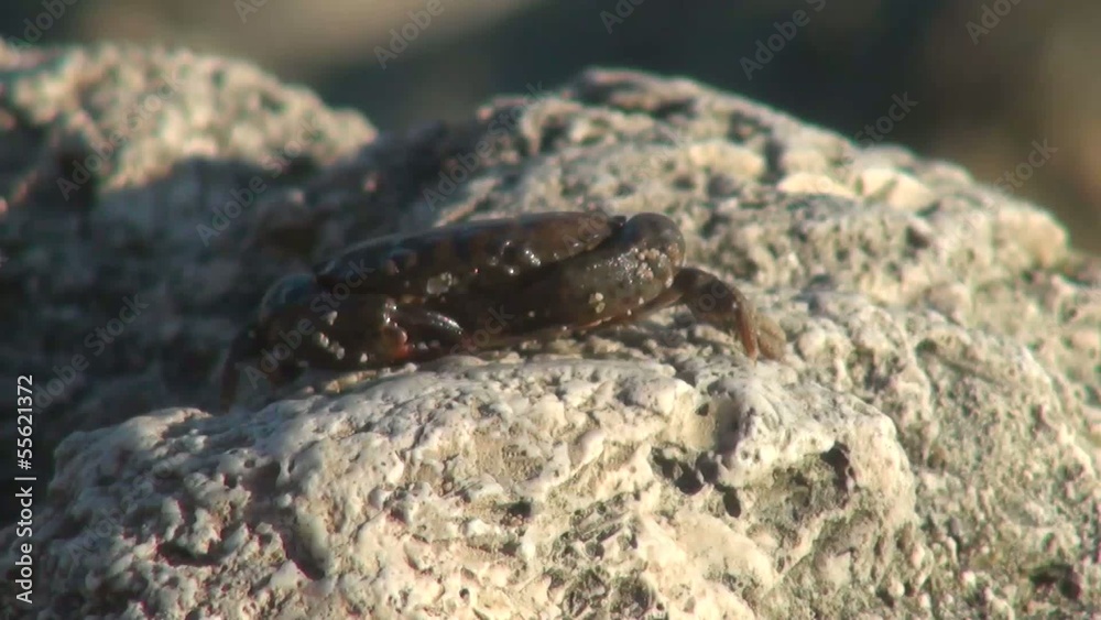Crab sitting on rock on Shore of Black Sea Crab sitting on rock on Shore of Black Sea