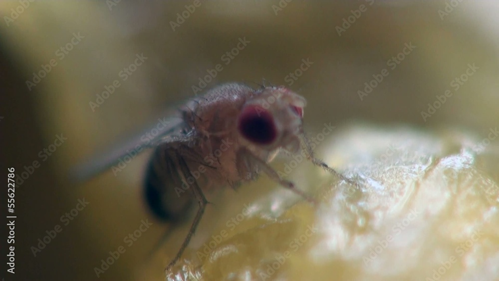 Housefly musca macro Housefly musca macro
