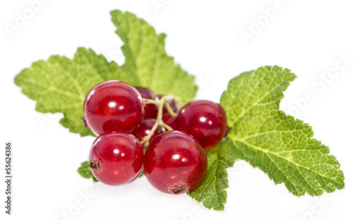 Isolated Red Currants