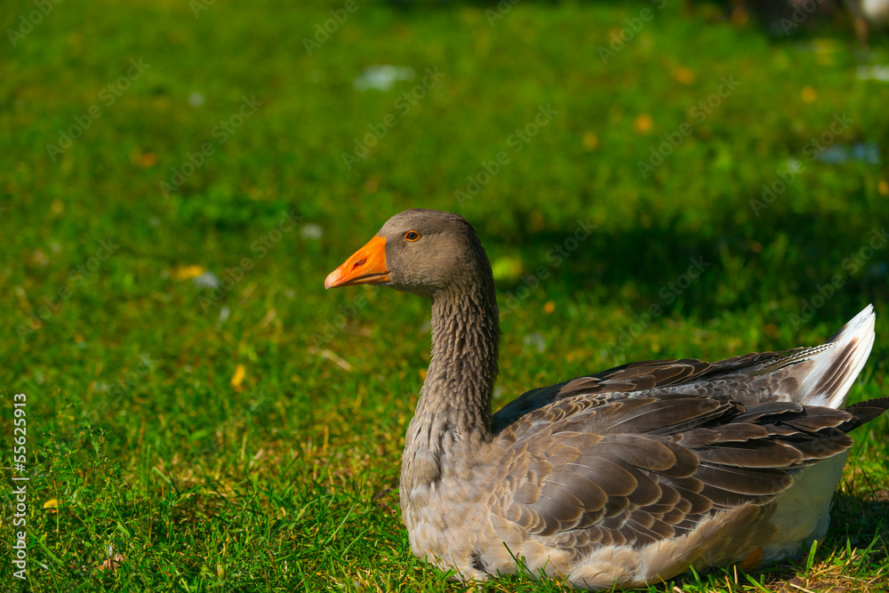 The goose on a meadow 5 The goose on a meadow 5