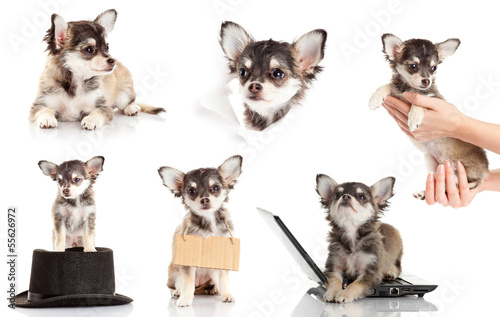 set of Chihuahua puppy. Cute purebred chihuahua in front of whi