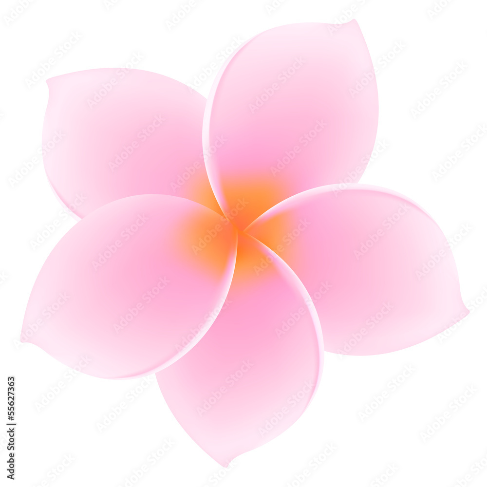 Tropical Pink Plumeria / Frangipani. Asian flower. Summer symbol