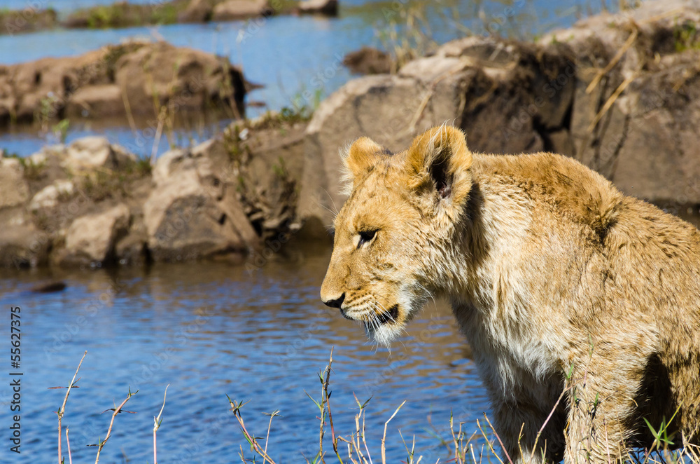 Fototapeta premium Lion cub near the Zambezi River