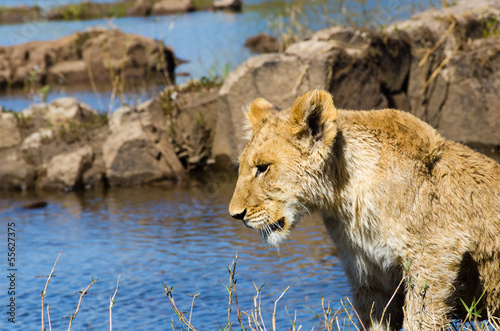 Lion cub near the Zambezi River