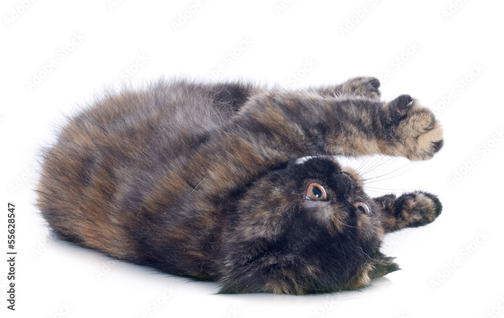Exotic Shorthair kitten Exotic Shorthair kitten