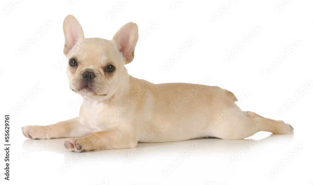 french bulldog puppy