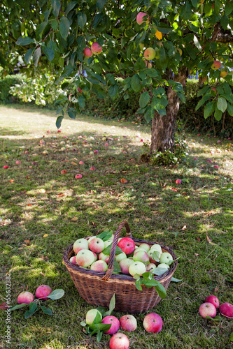 Äpfel ernten im Korb