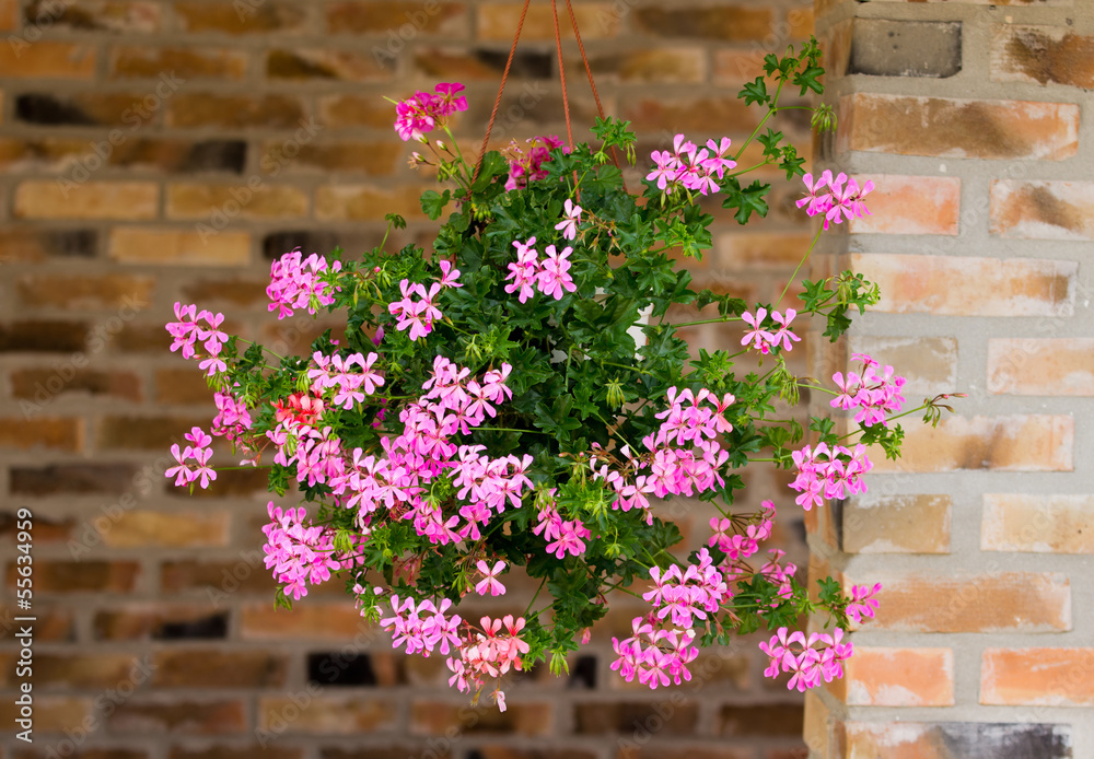 Pink flowers in hanging pots on brick wall