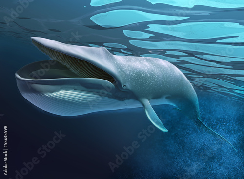Whale under water swimming.
