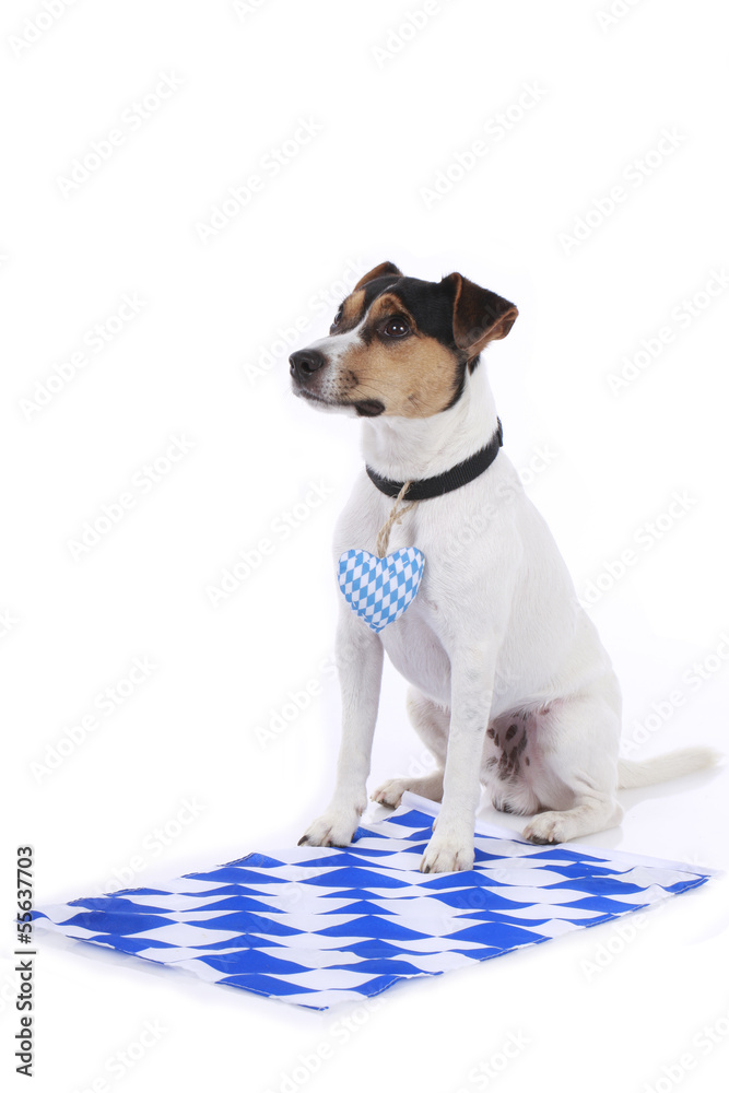 Bayrischer Parson Russell Terrier Hund  - bavarian Terrier