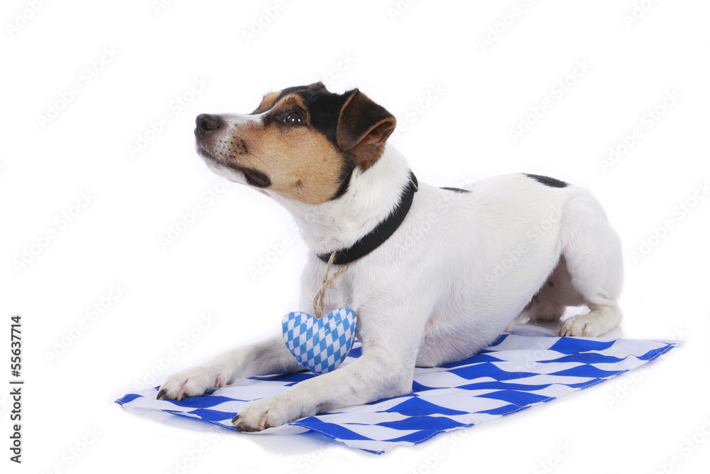 Bayrischer Parson Russell Terrier Hund  - bavarian Terrier