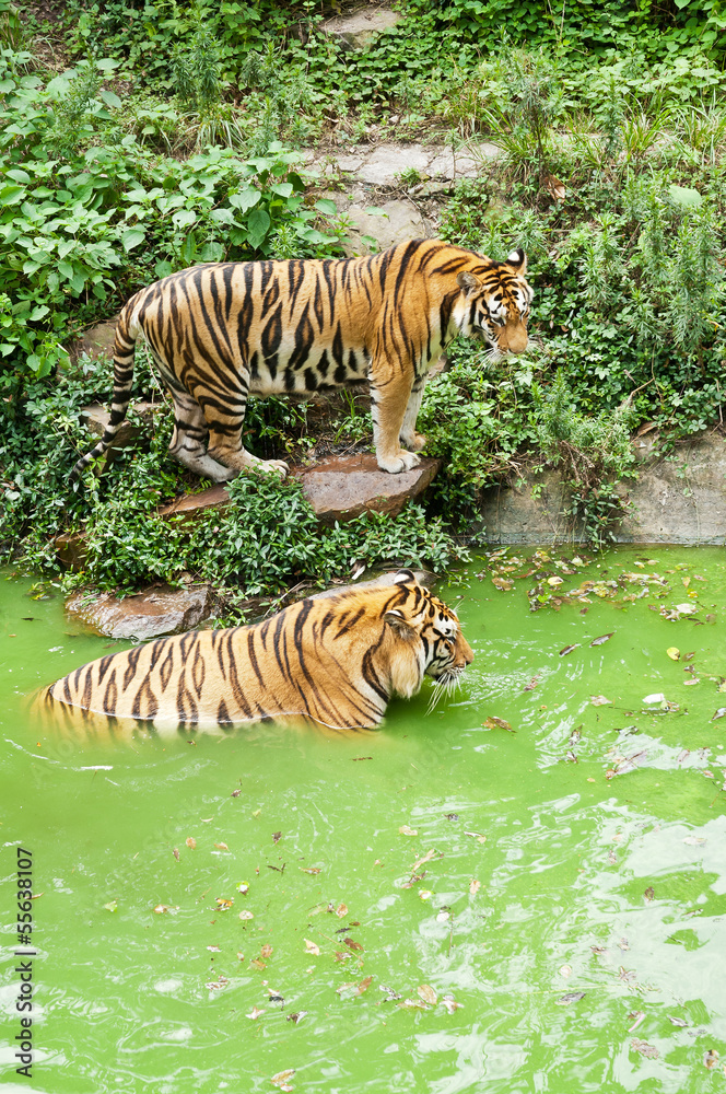 Siberian tigers in the pond