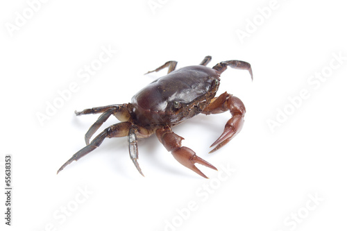 Crab on white background