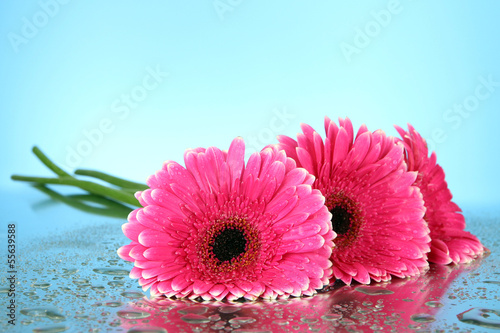 Fototapeta Naklejka Na Ścianę i Meble -  Beautiful pink gerbera flowers, close up