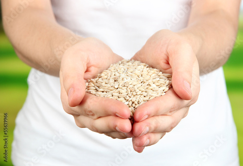 Wheat grain in female hands on natural background