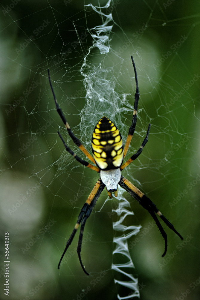 Black and Yellow Argiope Black and Yellow Argiope