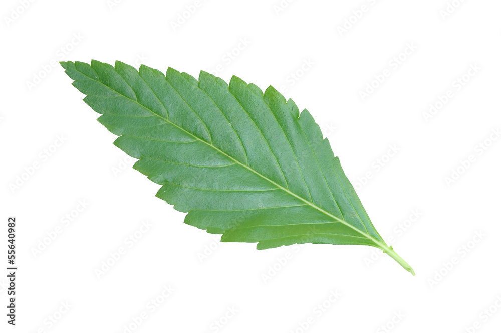 green leaf on white background green leaf on white background