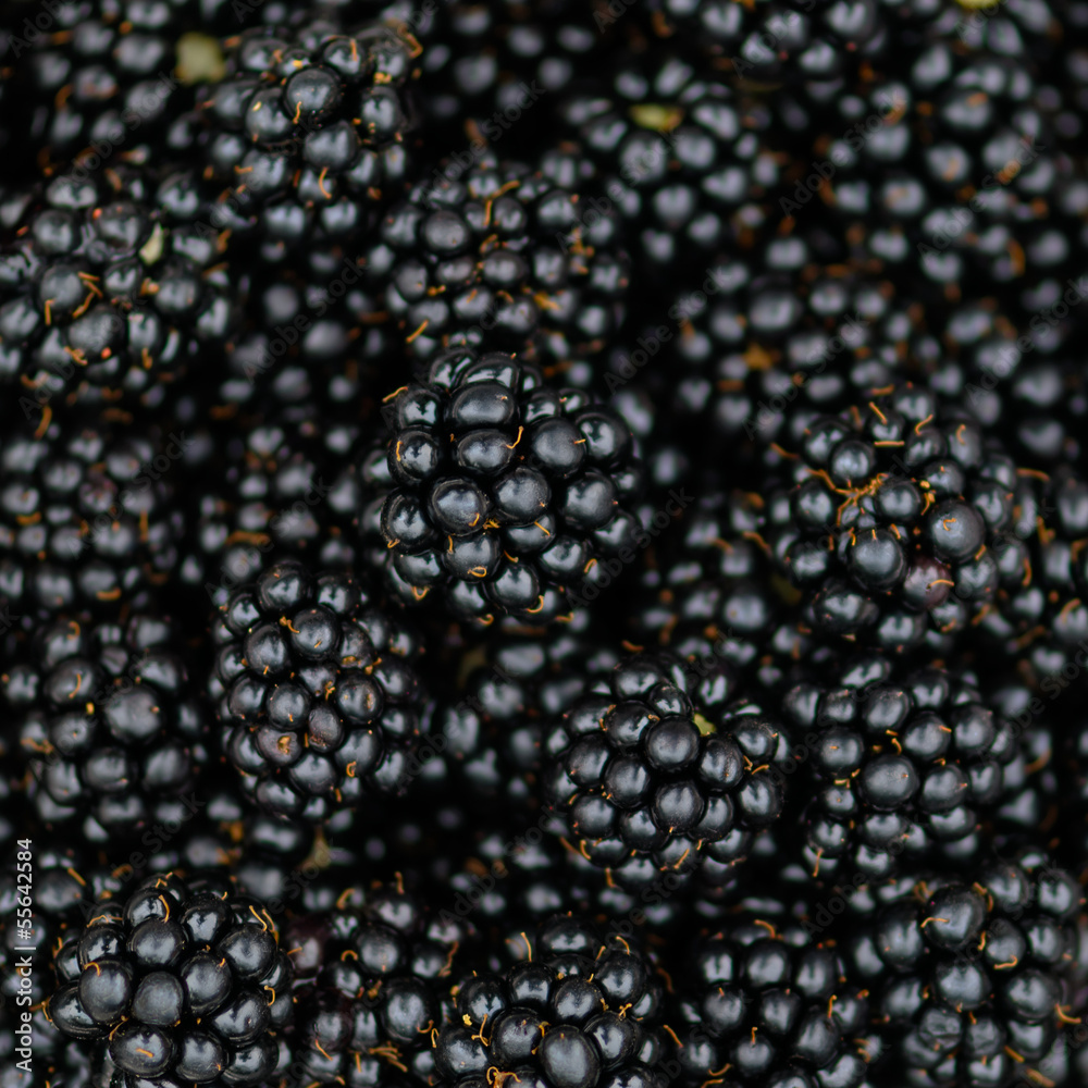 Bramble Blackberry background - Macro Square Bramble Blackberry background - Macro Square