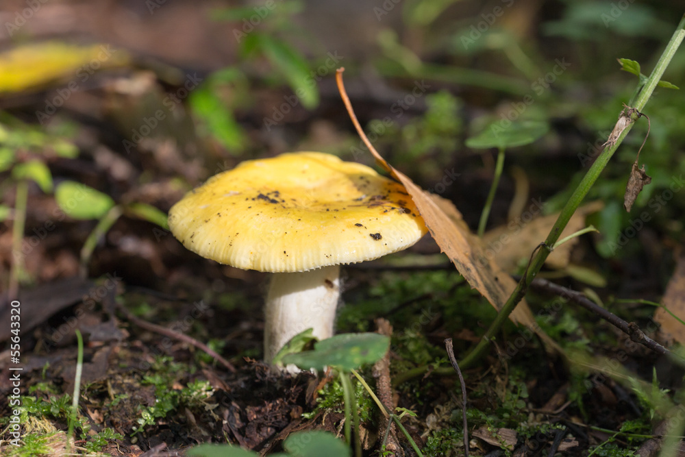 Fototapeta premium Yellow russula