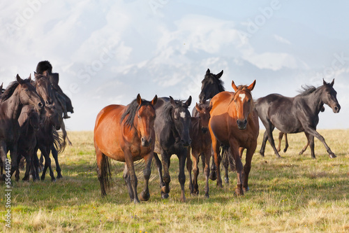 Fototapeta Naklejka Na Ścianę i Meble -  Herd of horses on a summer pasture.