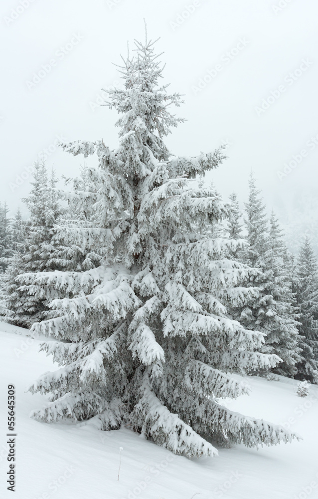 Naklejka premium Winter dull day mountain fir trees