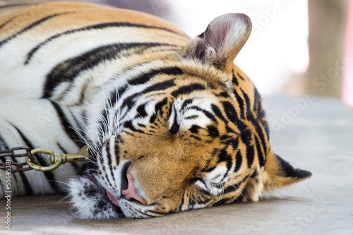 tiger sleeping
