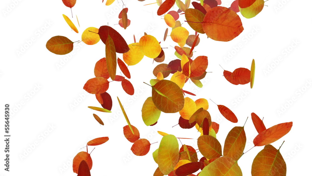 Autumn falling leaves on white background Autumn falling leaves on white background