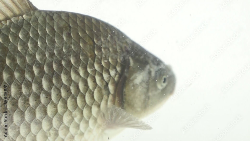 Large crucian carp