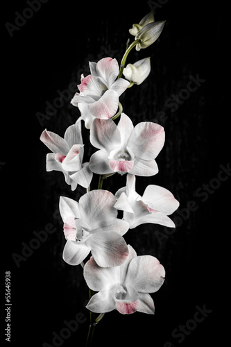 Orchid flowers on black