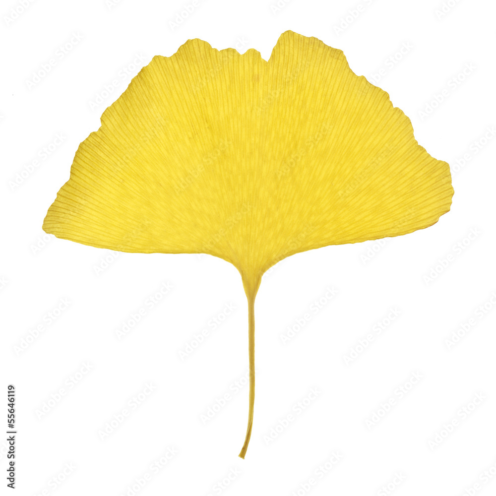 Naklejka premium Autumn ginko leaf