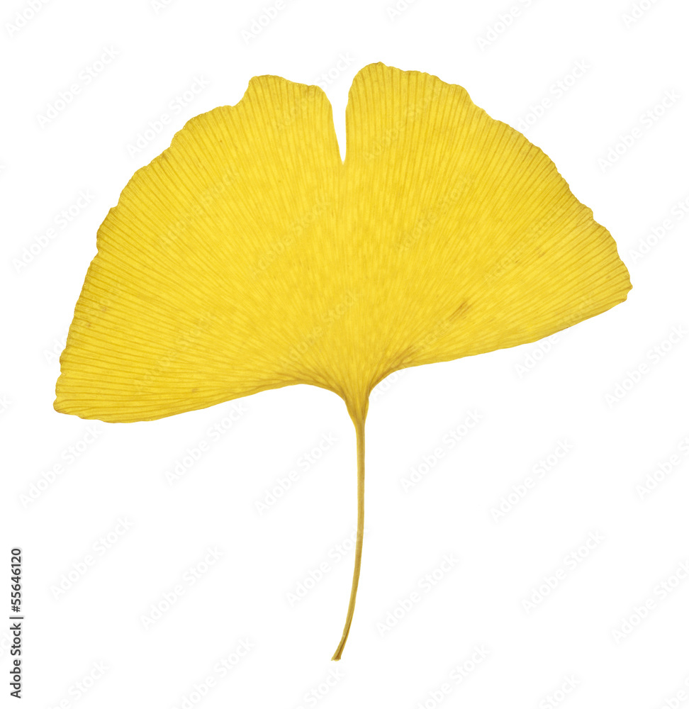 Naklejka premium Autumn ginko leaf